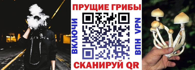 Псилоцибиновые грибы Psilocybine cubensis наркошоп Арск